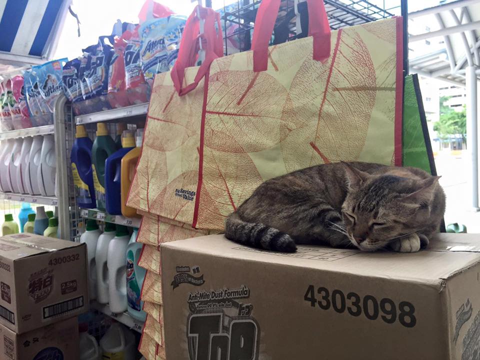 猫咪：店员，我不是偷懒，是在不动声色地帮你看货！（设计对白）（摄影/洪璐华）