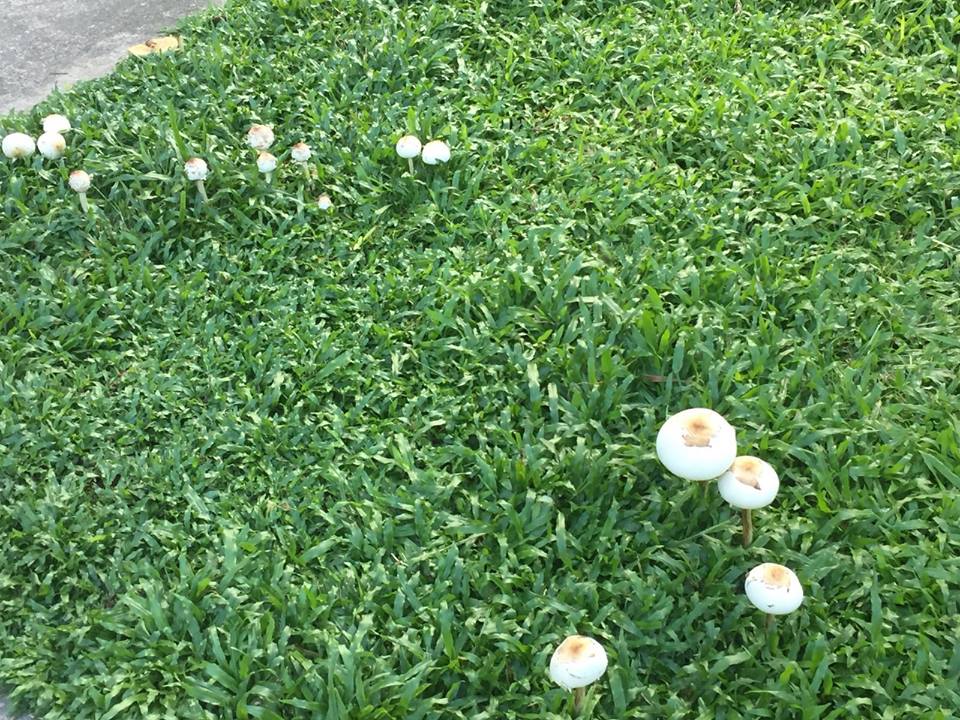 经过一场大雨后，野蘑菇终于长出，但千万别去采摘食用喔。（摄影/宋慧纯）