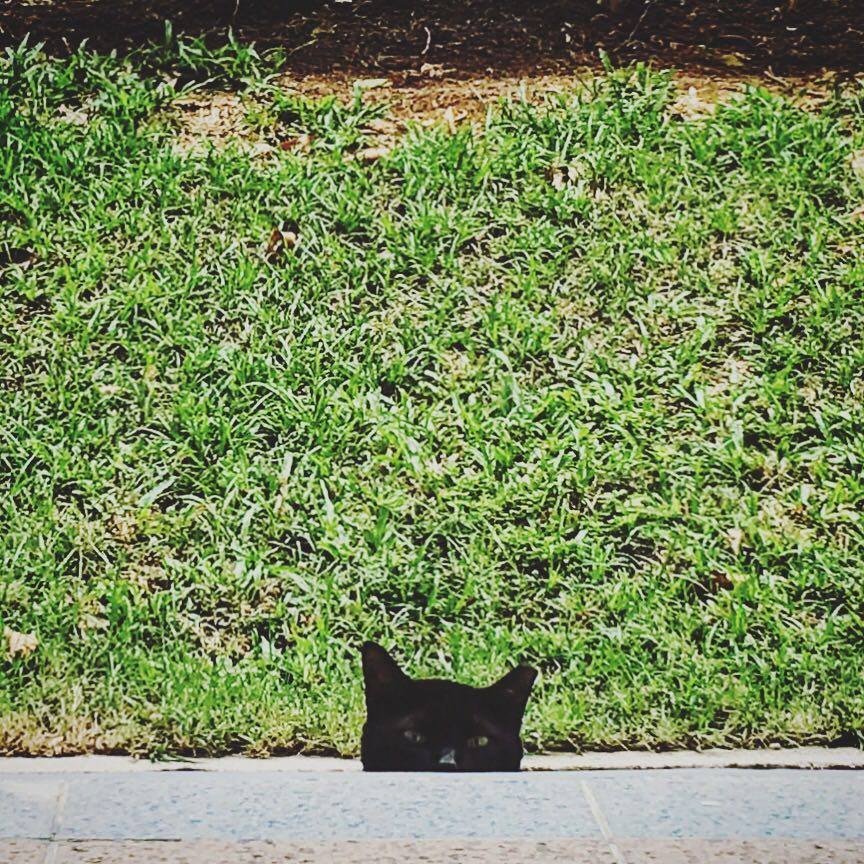 我们今早来玩躲猫猫吧！（摄影/陈佩敏）