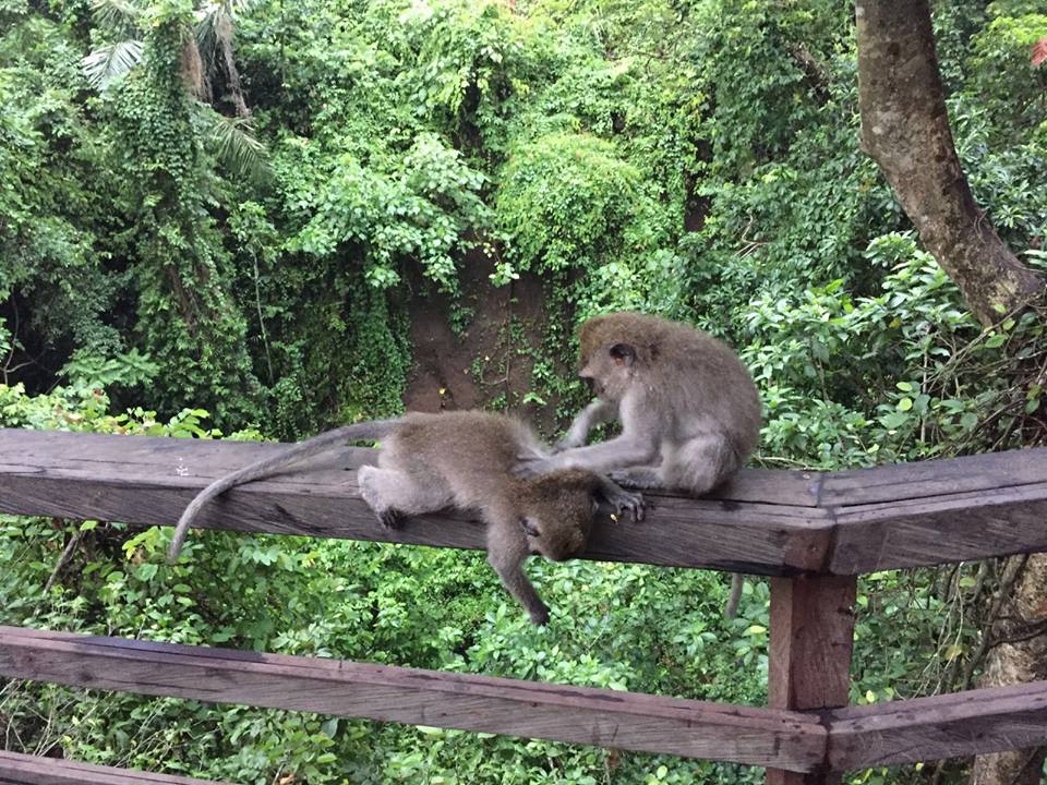  葱葱绿林间，一只猴子悠闲的为同伴抓痒，好不惬意。（摄影/赖凌杉）