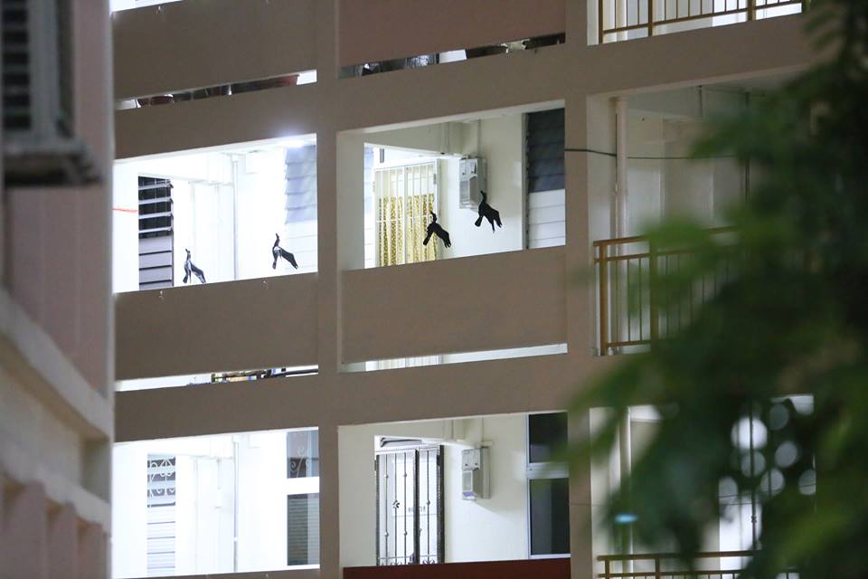 如果住家门前挂了假乌鸦，就可以赶走其他的野鸟吗？ （摄影/洪璐华）