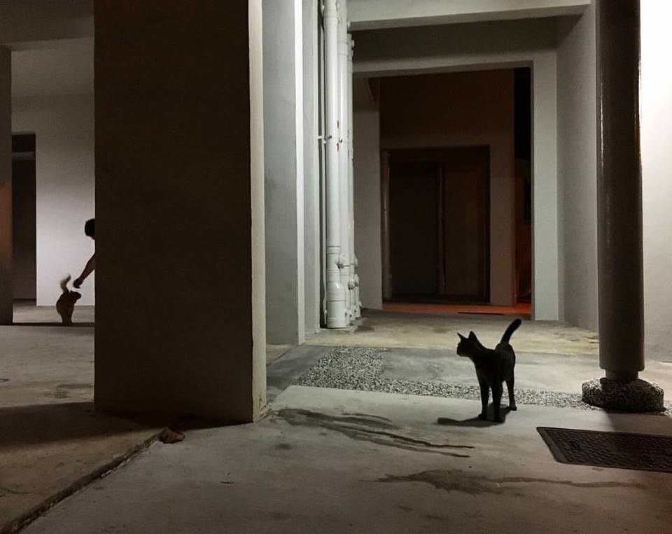 请问你待会儿也会过来拍拍我的头吗？（设计对白）（摄影/陈佩敏）