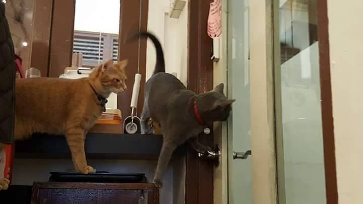 猫咪等不及工作人员拿晚餐进来，自己动手要“开门”找食物。（摄影/萧佳慧）