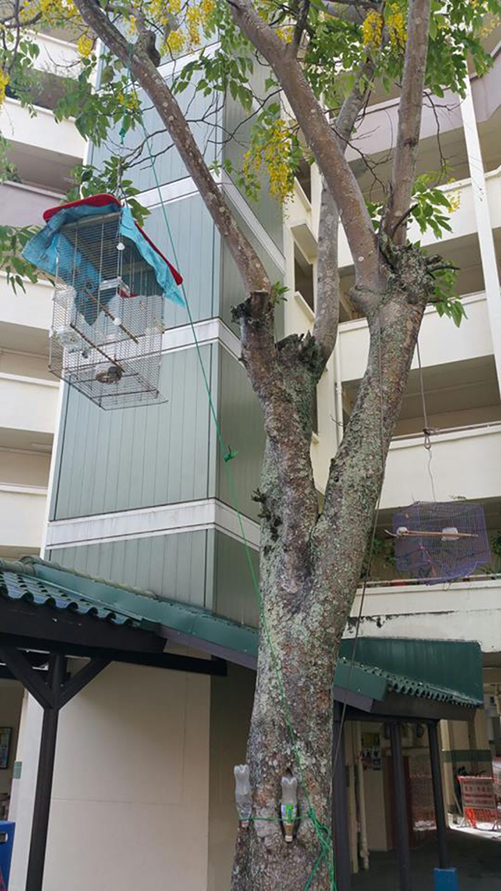 义顺邻里组屋旁，天然赏鸟区自成一格。（读者提供）