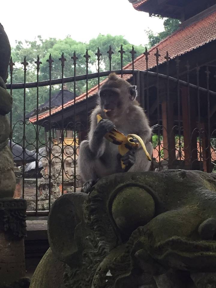 【镜头会说话】  看猴子吃得津津有味，瞬间觉得香蕉似乎也变得很美味？（摄影/赖凌杉）