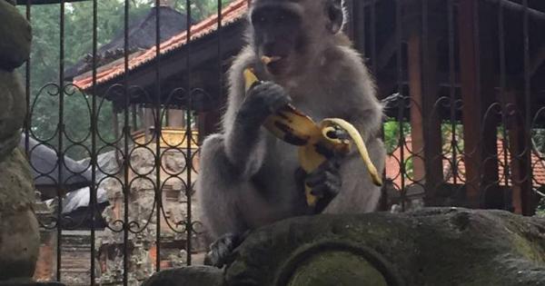 【镜头会说话】  看猴子吃得津津有味，瞬间觉得香蕉似乎也变得很美味？（摄影/赖凌杉）